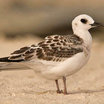 Swallow-tailed Gull